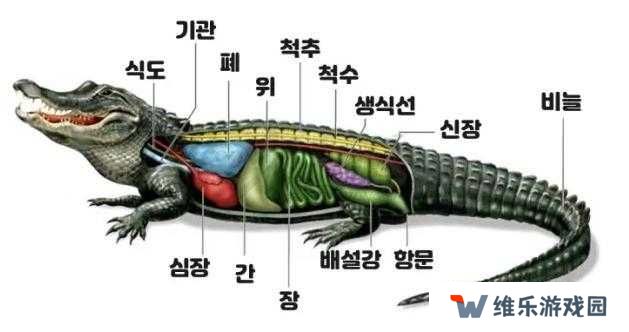 航海王热血航线鳄鱼绘画教程分享，从底层逻辑到实战应用的全面解析
